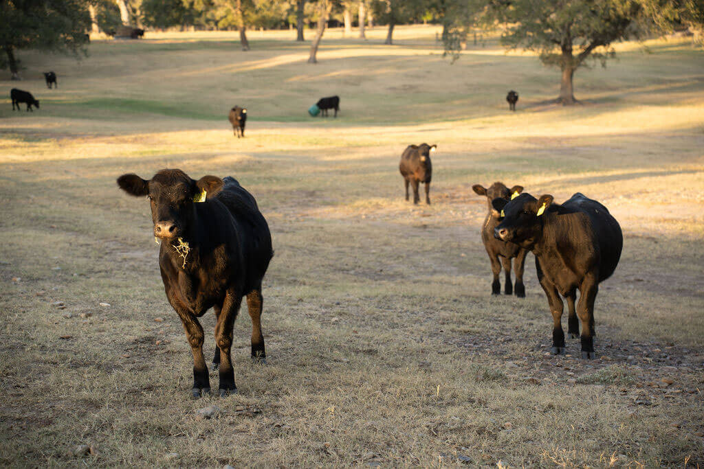Registered Black Angus cattle grazing at 2barC near Luling, Texas — primary source of suet for Ranch Hand Rendering