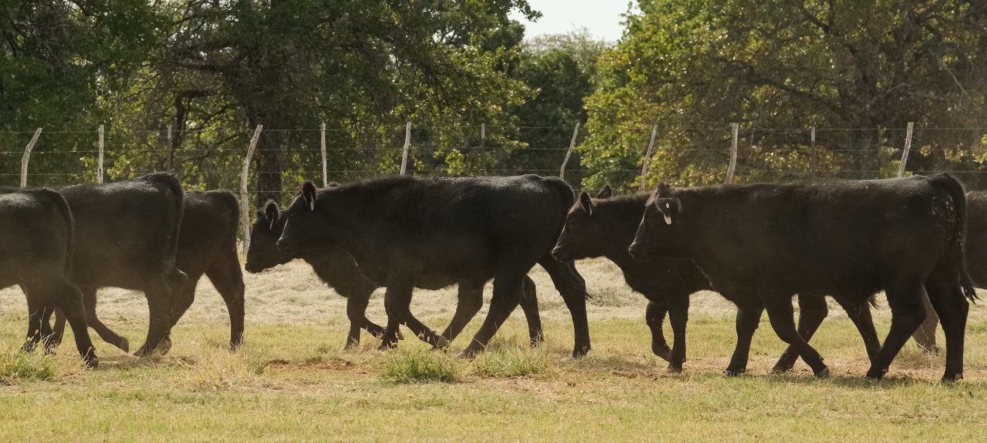 Black Angus cattle on a Texas pasture — the source of Ranch Hand Rendering tallow