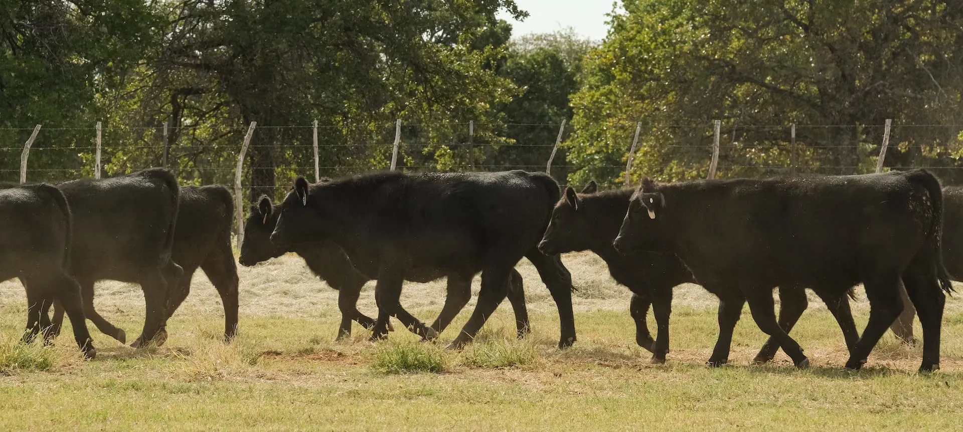 Grass-fed Black Angus cattle grazing on a Central Texas pasture, source of Ranch Hand Rendering tallow