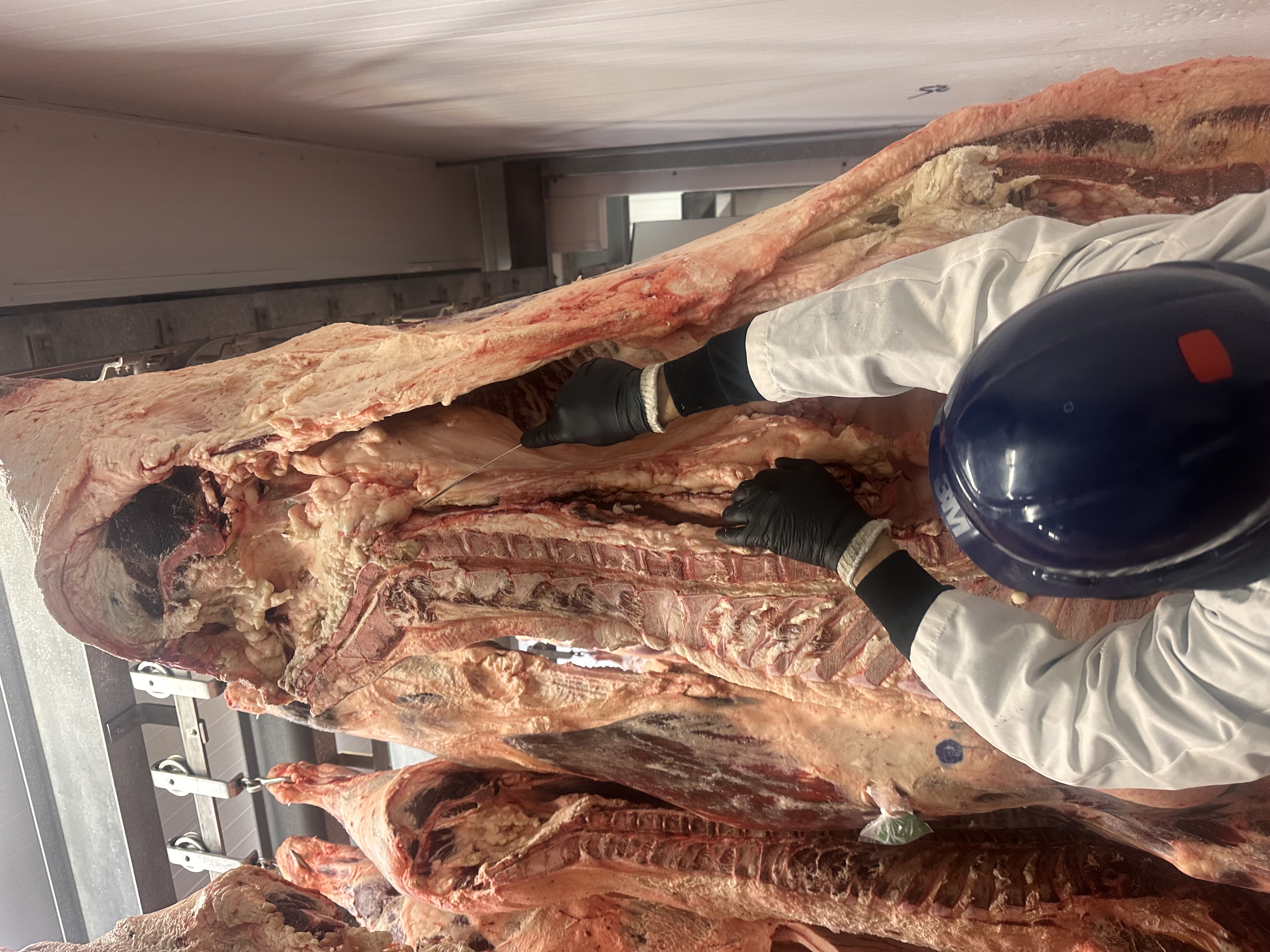 Suet pulled from the carcass at source — local Texas beef