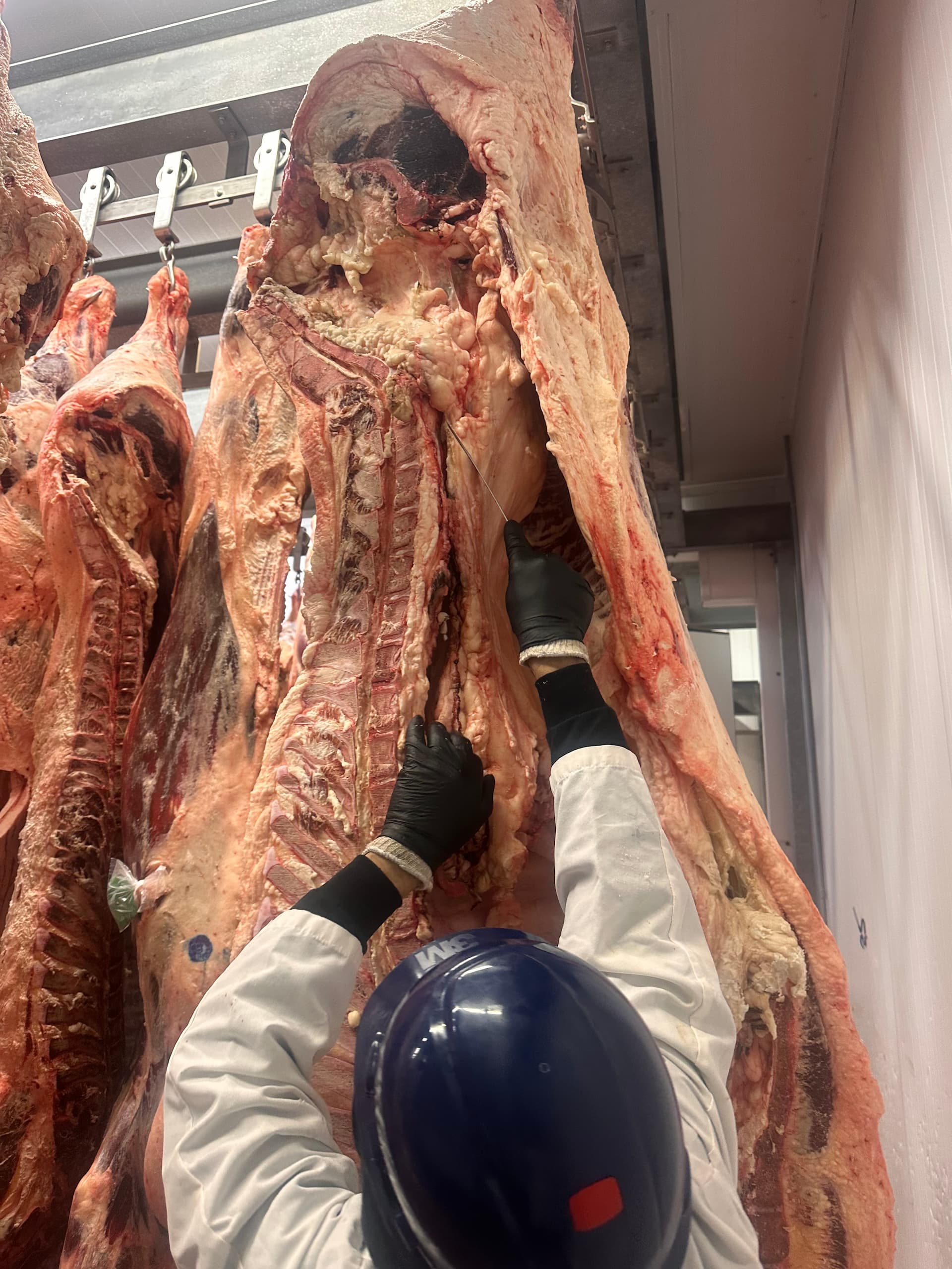 Suet sourced from local Texas cattle