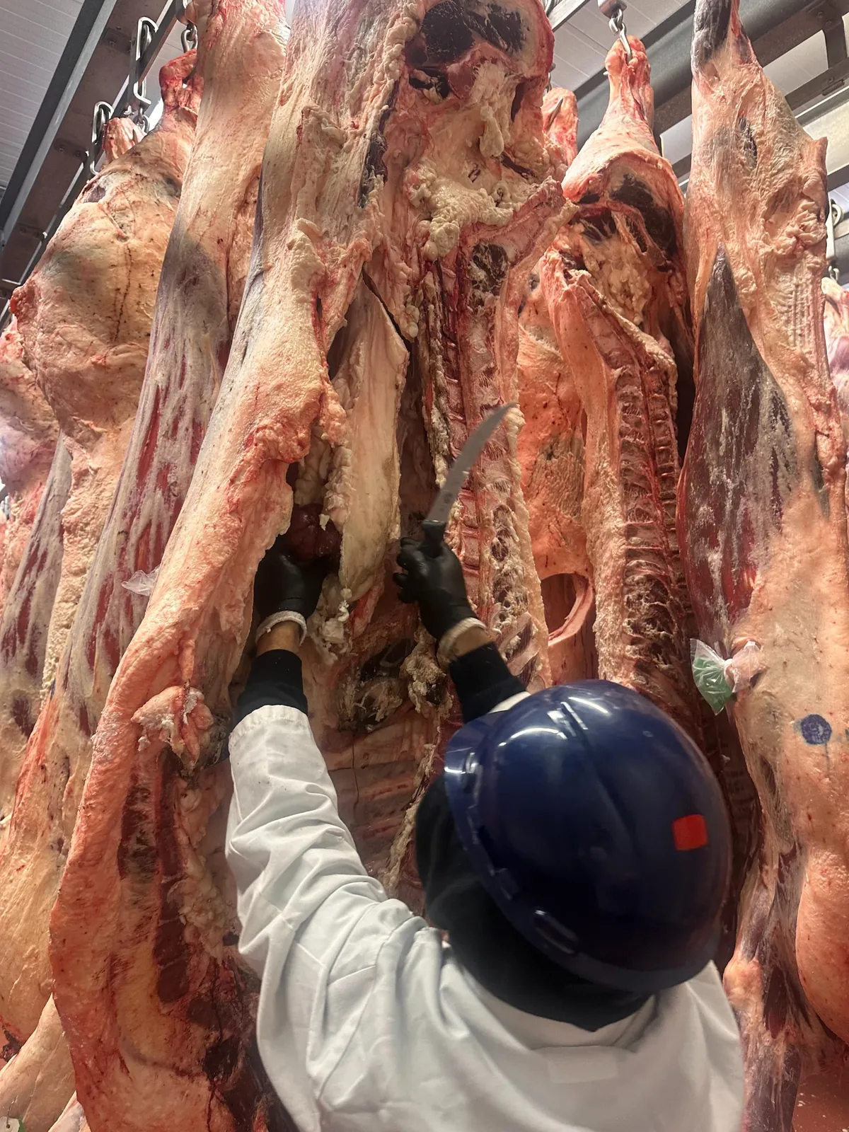 Suet sourcing at a Central Texas processing facility — first step of Ranch Hand Rendering's traceable supply chain